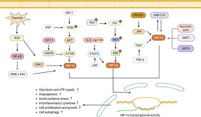 Frontiers | Emerging Role Of Hypoxia-inducible Factor-1α In ...